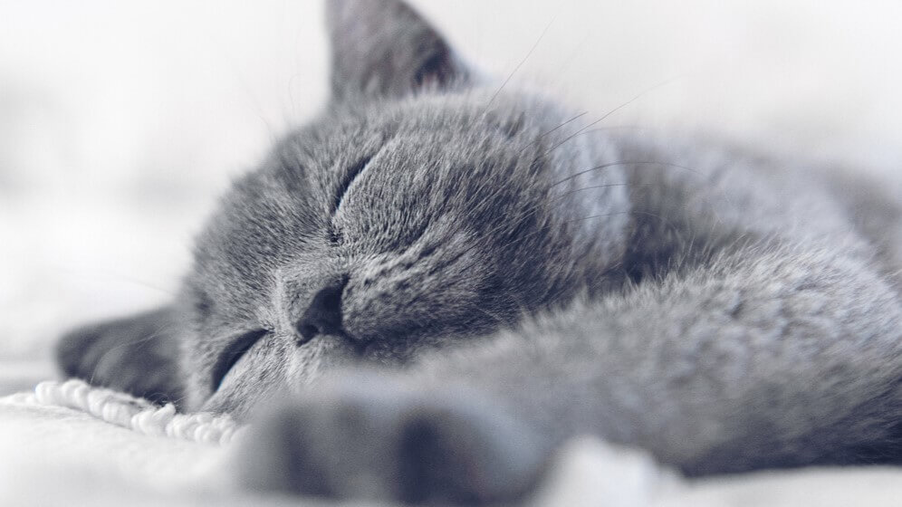 Cómo conseguir que un gatito duerma las primeras noches | Purina